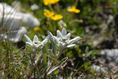 Edelweiss at 2700 m..JPG