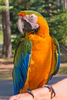 zP1050392 Catalina macaw - guest at SanSuzEd RV Park.jpg