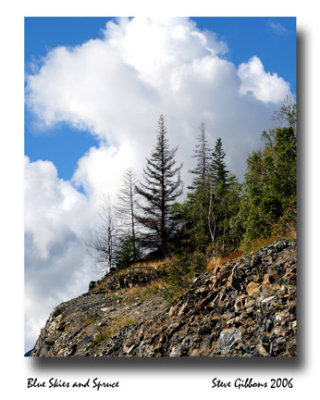 Blue Skies and Spruce