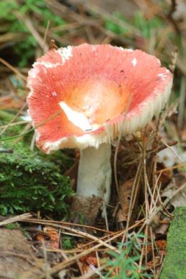 Forest Fungi Russula