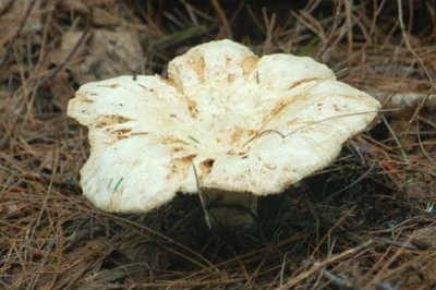 Forest Fungi Pleurotus cornucopiae