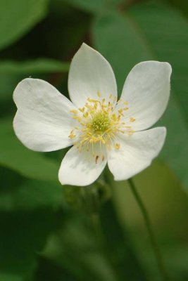 Wild Flowers