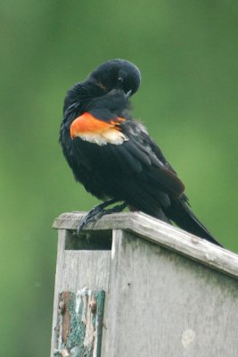 Red-Winged Black Bird 5