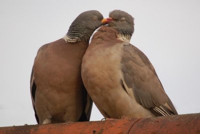 Pigeon Love
