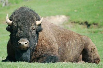 Bison