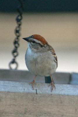 Chirping Sparrow 2