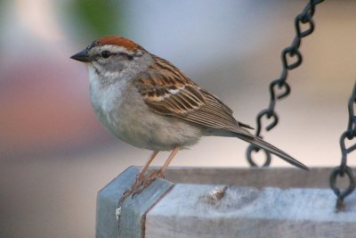 Chirping Sparrow 3