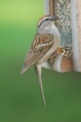 Chirping Sparrow 1