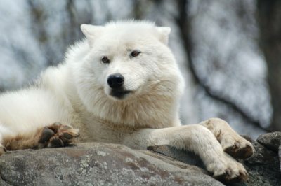 Artic Wolf 1