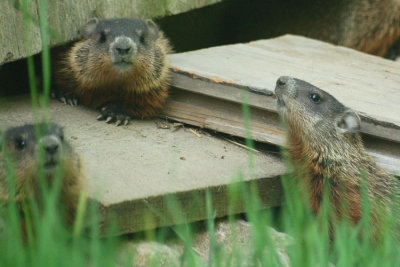 Baby Groundhogs