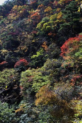 Autumn colours
