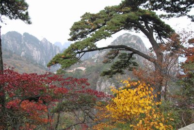Stunted pine