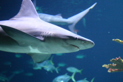 Omaha Zoo