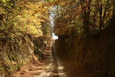 Olive Road