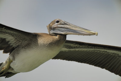brown pelican BRD5249.jpg