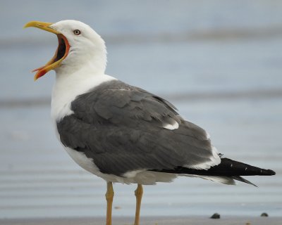 1210b_lesser_black_backed_gull