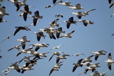 geese BRD2607.jpg