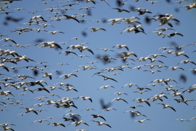 geese BRD2604.jpg