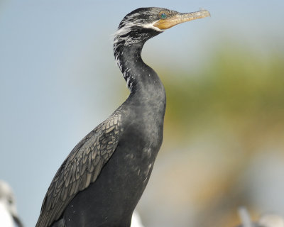 neotropic cormorant BRD4252.jpg