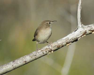 house wren BRD3840.jpg