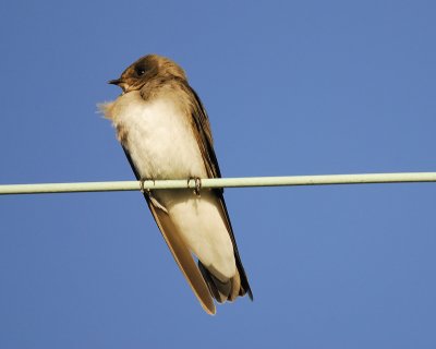 rough-winged_swallow_BRD3512.jpg