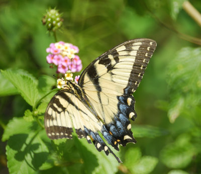 tiger swallowtail BRD1668.jpg