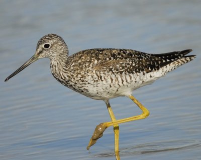 1190_sandpipers