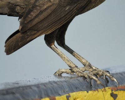 great-tailed grackle BRD2133.jpg