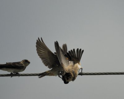 cliff swallow BRD2519.jpg