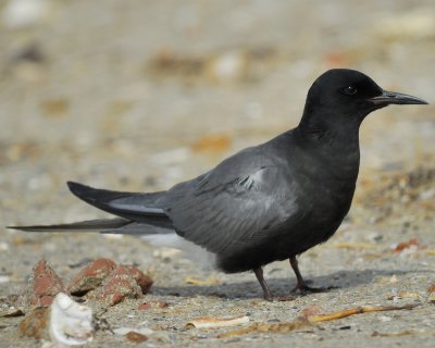 black tern BRD3635.jpg