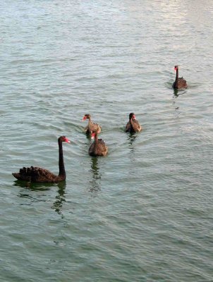 Australia's Black Swans