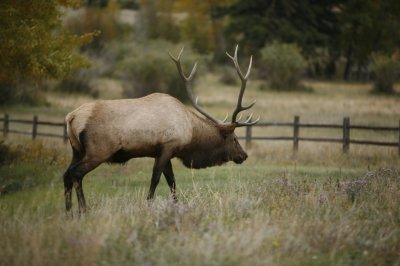 Elk watching his harem