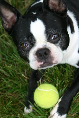 Bailey and Her Ball