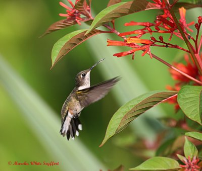 Ruby-throated Hummingbird / Archilochus colubris