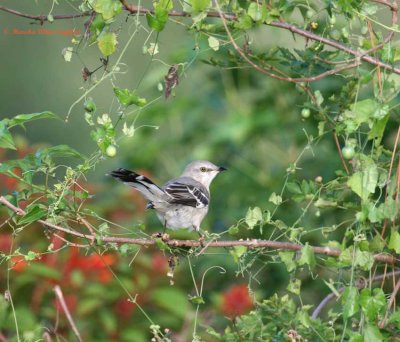 Northern Mockingbird / Mimus polyglottos