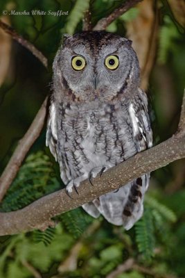 Eastern Screech Owl (gray) / Otus asio