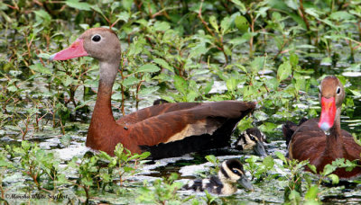 Black-bellied Whistling-Duck / Dendrocygna autumnalis