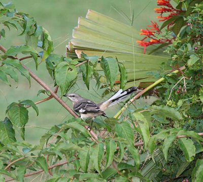 Northern Mockingbird / Mimus polyglottos