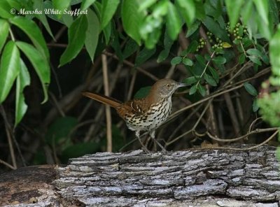 Brown Thrasher / Toxostoma rufum