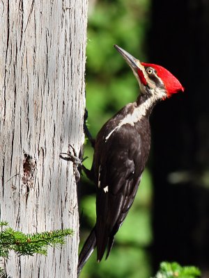 IMG_6401 Pileated Woodpecker - male.jpg