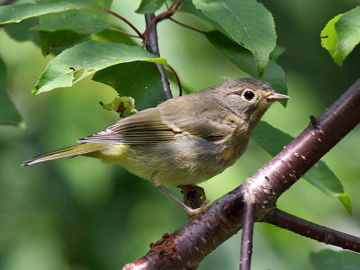 IMG_4667a Nashville Warbler.jpg