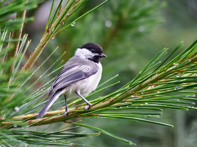 IMG_7263 Black-capped Chickadee.jpg