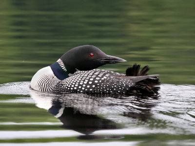 IMG_7412 Common Loon.jpg