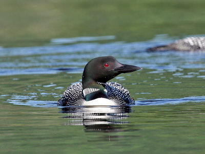 IMG_7757 Common Loon.jpg