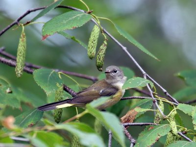 IMG_8182 American Redstart.jpg