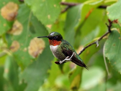 IMG_6842 Ruby-throated Hummingbird.jpg