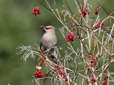 IMG_2346 Bohemian Waxwing.jpg