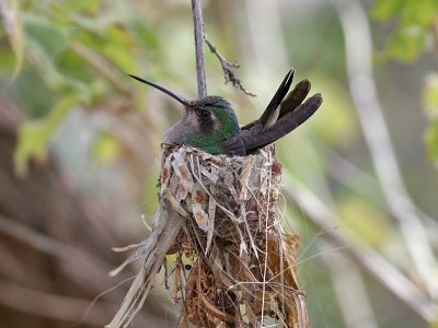 IMG_3536 Broad-billed Hummingbird.jpg