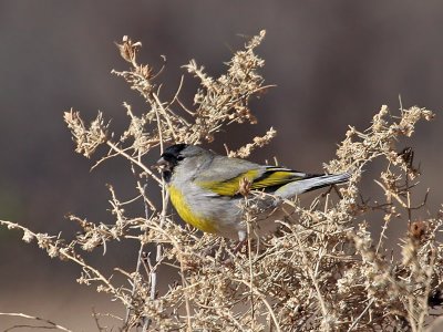 IMG_9049 Lawrence's Goldfinch.jpg