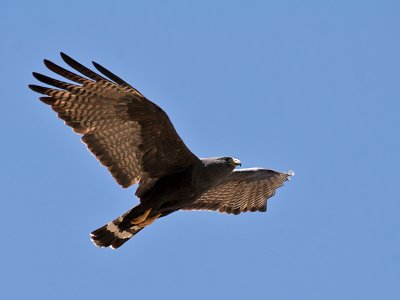 IMG_8521 Zone-tailed Hawk.jpg